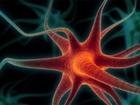Neuron, nervová buňka, je základní funkční a histologická jednotka nervové tkáně. Jsou to vysoce specializované buňky, schopné přijmout, vést, zpracovat a odpovědět na speciální signály. Přenáší a zpracovávají informace z vnitřního i vnějšího prostředí a tím podmiňují schopnost organismu na ně reagovat. Neuron, nervová buňka, je základní funkční a histologická jednotka nervové tkáně. Jsou to vysoce specializované buňky, schopné přijmout, vést, zpracovat a odpovědět na speciální signály. Přenáší a zpracovávají informace z vnitřního i vnějšího prostředí a tím podmiňují schopnost organismu na ně reagovat.