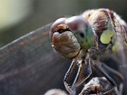 Vážky (Odonata) jsou řádem okřídleného velkého hmyzu s úzkým a velmi protáhlým tělem, který je v podstatě nezaměnitelný s druhem z jiného řádu. V hmyzím světě patří vážky mezi nejlepší letce a jsou hmyzem s nejdokonalejším zrakem. Vážky (Odonata) jsou řádem okřídleného velkého hmyzu s úzkým a velmi protáhlým tělem, který je v podstatě nezaměnitelný s druhem z jiného řádu. V hmyzím světě patří vážky mezi nejlepší letce a jsou hmyzem s nejdokonalejším zrakem.