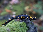 Mlok skvrnitý (Salamandra salamandra) je středně velký obojživelník a nejrozšířenější evropský zástupce čeledi mlokovitých rozšířený v západní Asii, jihozápadní Africe a zvláště v jižní a střední části Evropy. Mlok skvrnitý (Salamandra salamandra) je středně velký obojživelník a nejrozšířenější evropský zástupce čeledi mlokovitých rozšířený v západní Asii, jihozápadní Africe a zvláště v jižní a střední části Evropy.